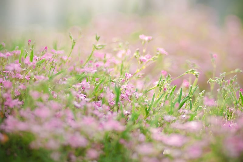 Flower Beds