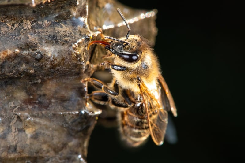 Pollinator Garden