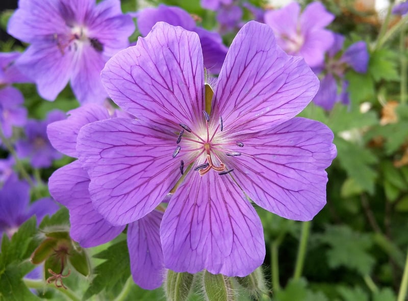 Flower Deadheading