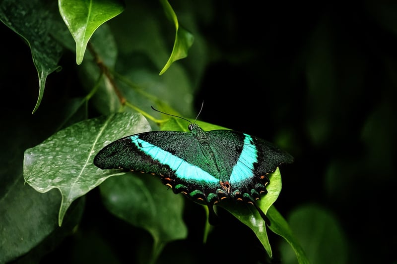 Green Leaves