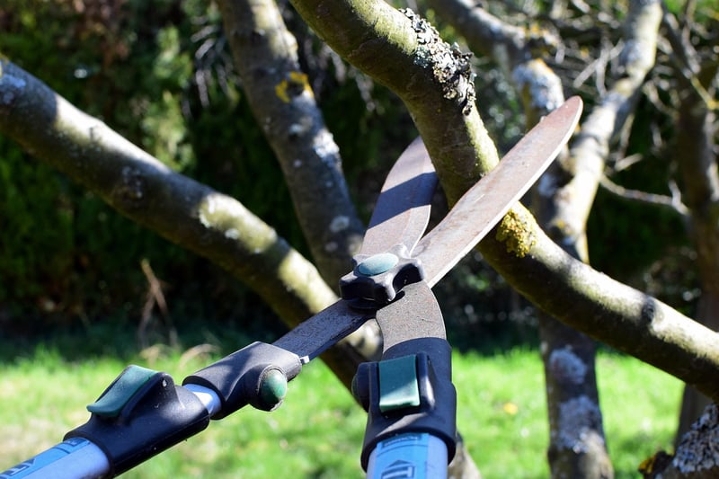 Thinning Branches